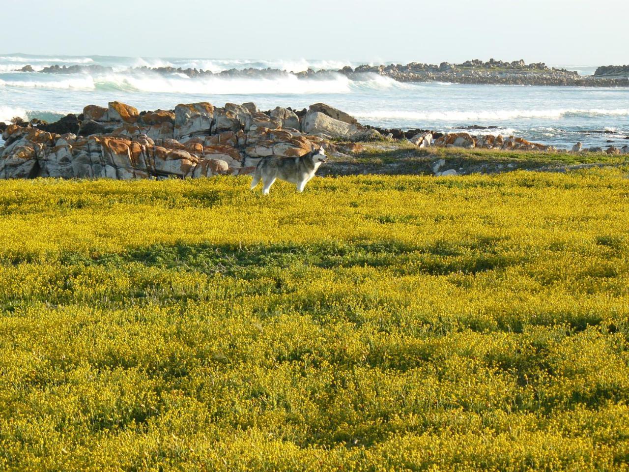 Apartmán House Of 2 Oceans Agulhas Exteriér fotografie